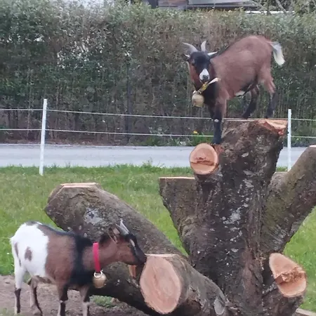 Haus Abendrot Dornbirn