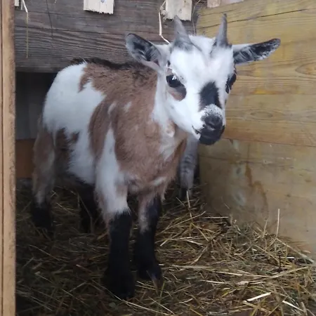 Apartamento Haus Abendrot *