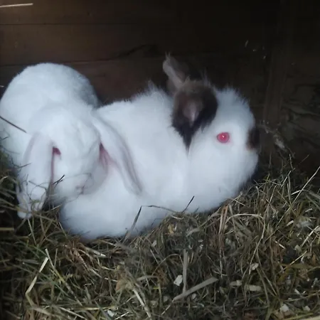 Haus Abendrot Appartamento Dornbirn